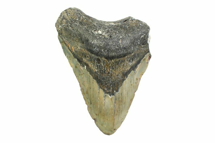Bargain, Fossil Megalodon Tooth - North Carolina #356703